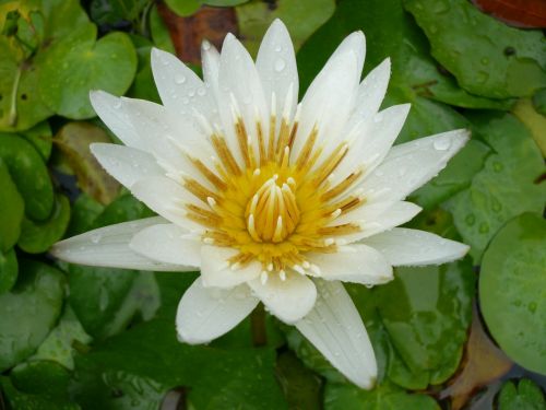 Gėlė, Balta Vandens Lelija, Martinique, Karibai, Tvenkinys