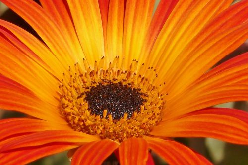 Oranžinė, Gėlė, Daisy, Gamta, Natūralus, Botanikos, Flora, Pavasaris