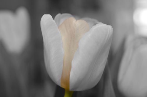 Gėlė, Balta, Tulpė