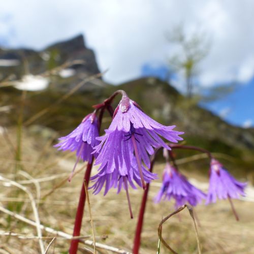 Gėlė, Makro, Gamta, Kalnas, Pieva, Violetinė, Flora