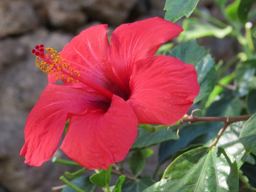 Hibiscus, Gėlė, Raudona, Vasara, Ispanija, Žiedlapiai, Kanarų Salos, Fuerteventura