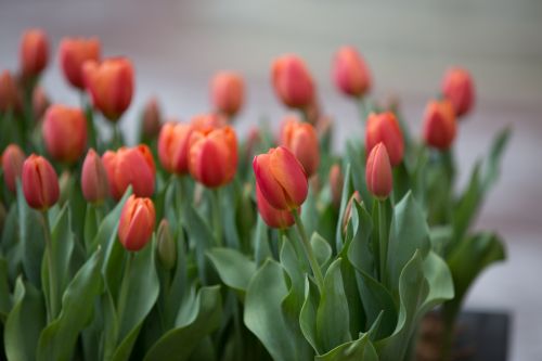 Žydėti,  Žydi,  Žiedas,  Puokštė,  Šviesus,  Spalva,  Spalvinga,  Elegantiškas,  Laukas,  Flora,  Gėlių,  Gėlė,  Šviežias,  Šviežumas,  Sodas,  Žalias,  Natūralus,  Gamta,  Parkas,  Žiedlapis,  Augalas,  Ray,  Raudona,  Kaimas,  Sezonas,  Spindi,  Pavasaris,  Pavasaris,  Stiebas,  Vasara,  Tulpė,  Gėlė