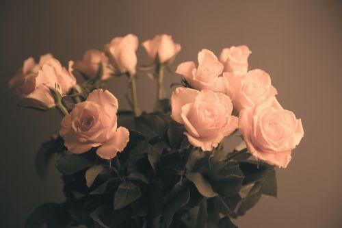 Gėlė,  Gėlės,  Meilė,  Natūralus,  Gamta,  Valentine,  Vintage,  Gėlė