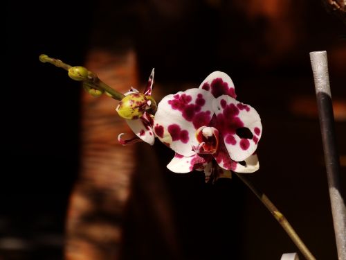Gėlė, Sodas, Violetinė Orchidėja