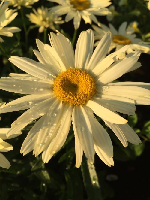 Gėlė, Marguerite, Gamta