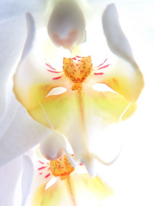 Gėlė, Orchidėja, Baltas Žiedas, Balta Orchidėja