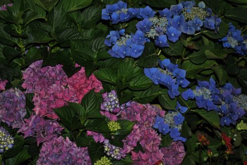 Gėlė, Vasara, Hortenzija