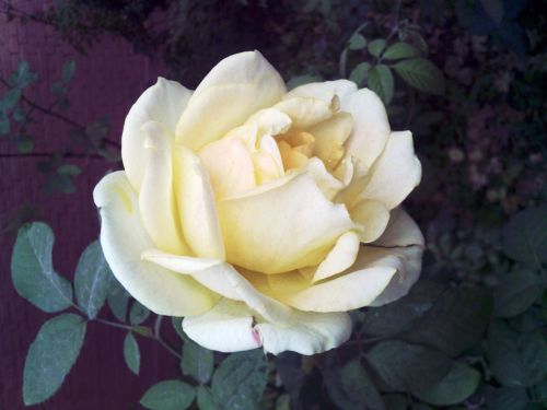 Gėlė, Rožė, Šviesiai Geltona