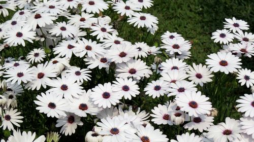 African Daisy, Pyrethrum, Gėlė, Balta, Gėlių, Elegantiškas