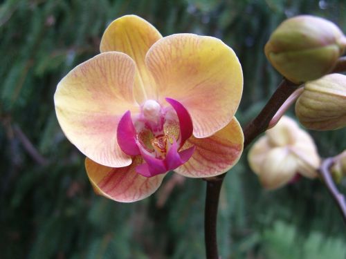 Gėlė, Orchidėja, Augalas, Rožinis Centras, Geltonos Žiedlapiai