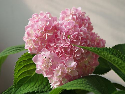 Gėlės, Hydrangeas, Rožinis, Gamta, Gėlė, Grožis, Romantika