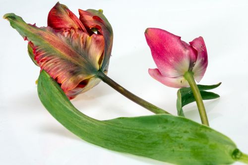 Gėlė, Tulpės, Rožinis, Flora, Augalas, Pavasaris
