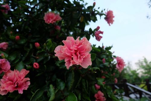 Gėlė, Azalija, Rožinis