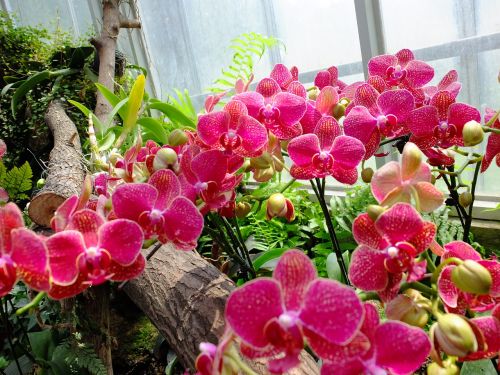 Gėlė, Wuhan Botanikos Sodas, Natiurmortas