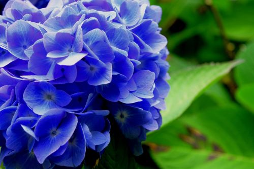 Hortenzija, Gėlė, Mėlynas, Gamta