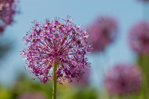 Gėlė, Sodas, Flora, Vasara, Rožinis, Botanikos Sodas, Pavasaris, Violetinė, Munich, Augalas, Botanika, Egzotiškas, Žydėti, Gamta, Žalias, Žiedas, Žydėti, Uždaryti, Violetinė