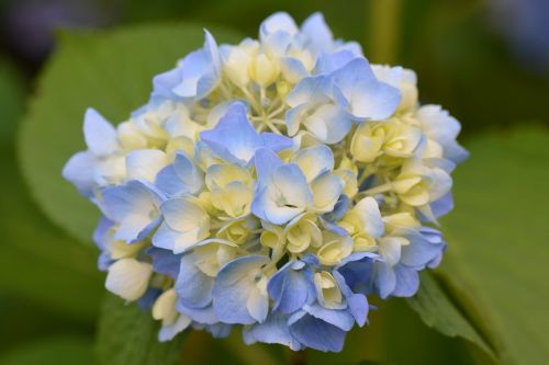 Gėlė, Gamta, Mėlyna Gėlė, Hortenzija