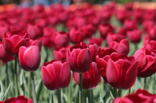 Tulpė, Tulpių Festivalis Otava, Gėlė, Raudona