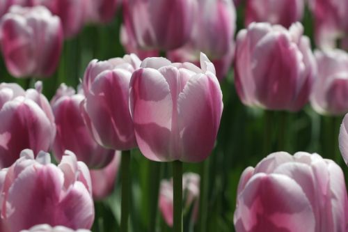 Gėlė, Tulpių Festivalis, Tulpių Festivalis Otava, Tulpė, Violetinė Ir Balta