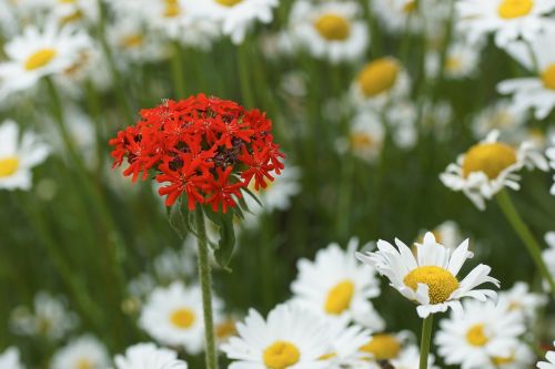 Gėlė, Daisy, Raudona, Laukiniai, Žydėti