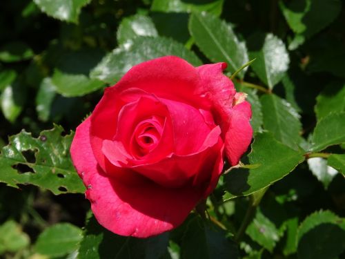 Gėlė, Raudona Roze, Sodo Rožės, Rožių Žydėjimas