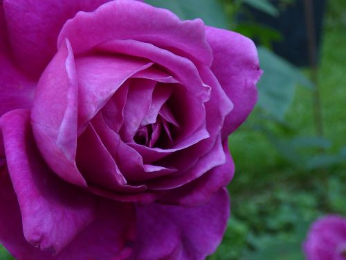 Gėlė, Rožių Krūmas, Violetinė