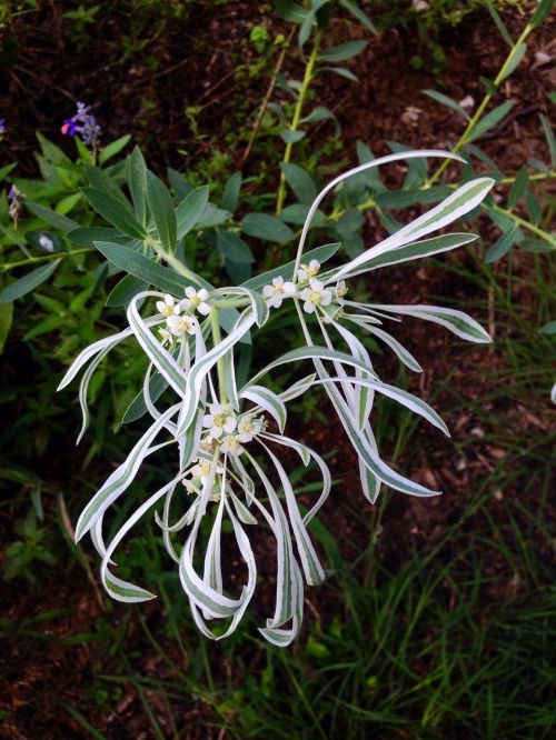 Gėlė, Wildflower, Sniegas Prairyje, Euphobia Bicolor, Texas, Kritimas