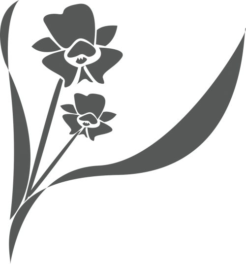Gėlė, Orchidėja, Augalas, Žiedas, Nemokama Vektorinė Grafika