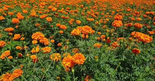 Gėlė, Marigoldas, Oranžinė, Laukas, Augalas, Žydėti, Flora, Žiedas, Botanikos, Sodininkystė, Kultivuoti, Karnataka, Indija
