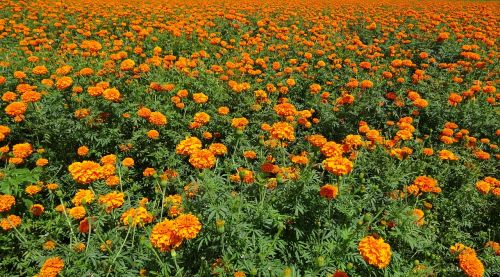 Gėlė, Marigoldas, Oranžinė, Laukas, Augalas, Žydėti, Flora, Žiedas, Botanikos, Sodininkystė, Kultivuoti, Karnataka, Indija