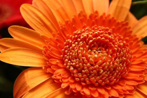 Gėlė, Oranžinė, Skintos Gėlės, Gamta