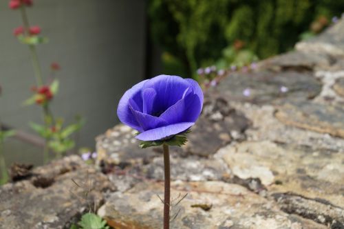 flower purple flower pansy