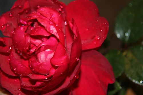 Gėlė, Raudonos Rožės, Lašas