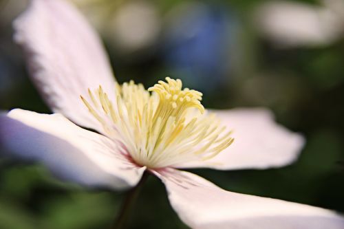 Gėlė, Žiedas, Žydėti, Žydėti, Rožinis, Augalas, Pistil, Geltona