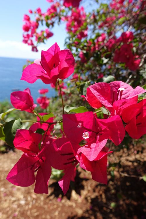 Gėlė, Madeira, Portugal, Gamta, Pavasaris, Rožinė Gėlė, Makro, Rožinės Gėlės, Vandenynas