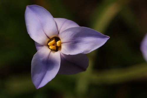 Gėlė, Violetinė, Pavasaris, Iphéon, Laukiniai