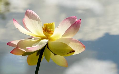 Gėlė, Lotuso Gėlė, Lerlumbonaceae, Vandens Augalas