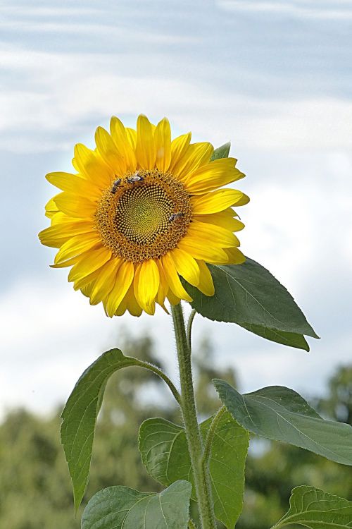 Gėlė, Saulės Gėlė, Helianthus Annuus, Geltona