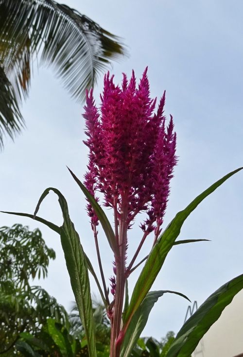 Gėlė, Cockscomb, Celosia Cristata, Cezozė, Flora, Dekoratyvinis, Dharwad, Indija