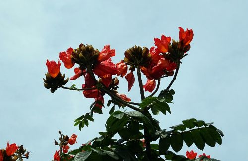 Gėlė, Spathodea, Augalas, Medis, Bignoniaceae, Spathodea Campanulata, African Tulip Tree, Fontanas, Pichkari, Nandos Liepsna, Dharwad, Indija