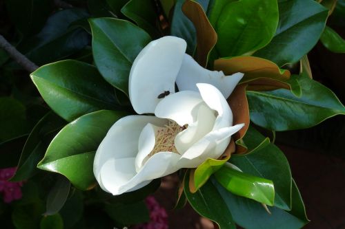 Gėlė, Balta Gėlė, Magnolija, Augalas, Iš Arti, Pavasaris, Gamta