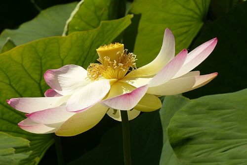 Gėlė, Lotuso Gėlė, Lerlumbonaceae, Vandens Augalas