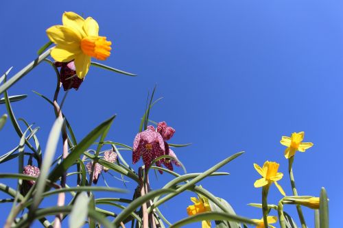 Gėlė, Daffodil, Flora, Geltona, Dangus, Pavasaris, Narcizas