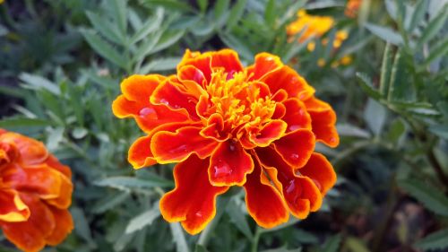 Gėlė, Marigoldas, Oranžinė, Paukščių Gėlės, Xie
