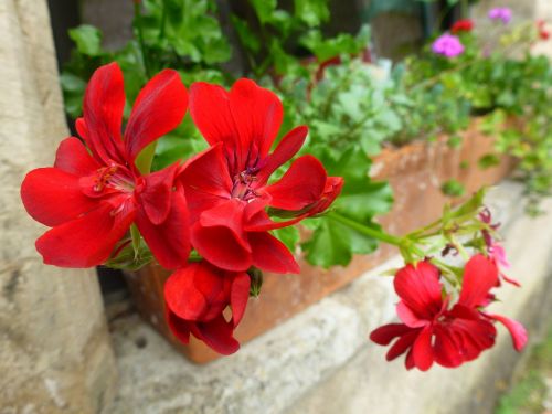Gėlė, Raudona, Jardiniere, Gamta
