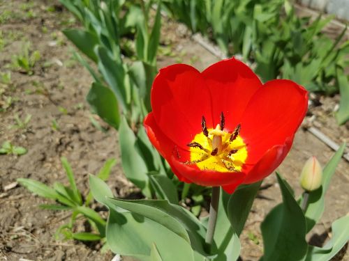 Gėlė, Tulpė, Pavasaris