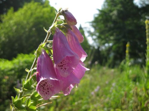 Gėlė, Žiedas, Žydėti, Gamta, Augalas, Violetinė, Rožinis, Violetinė, Žydėti, Gėlės