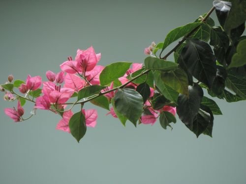 Gėlė, Pavasaris, Buganvilia Hotel, Gamta, Pavasario Gėlės, Rožinė Gėlė
