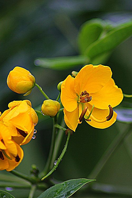 Gėlė, Wildflower, Žiedas, Sodas, Šviežias, Laukiniai, Žydėti, Gėlių, Sezonas, Žiedlapis, Flora, Botanika, Gyvas, Minkštas, Kaimas, Botanikos, Aplinka, Stiebas, Auga, Daugiametis, Idiliškas, Vaizdingas, Sodrus, Apželdinimas, Dekoratyvinis, Harmonija, Žiedadulkės, Šviesus, Trapumas, Apdaila, Ekologija, Elegancija, Gyvenimas, Grynas, Floristas