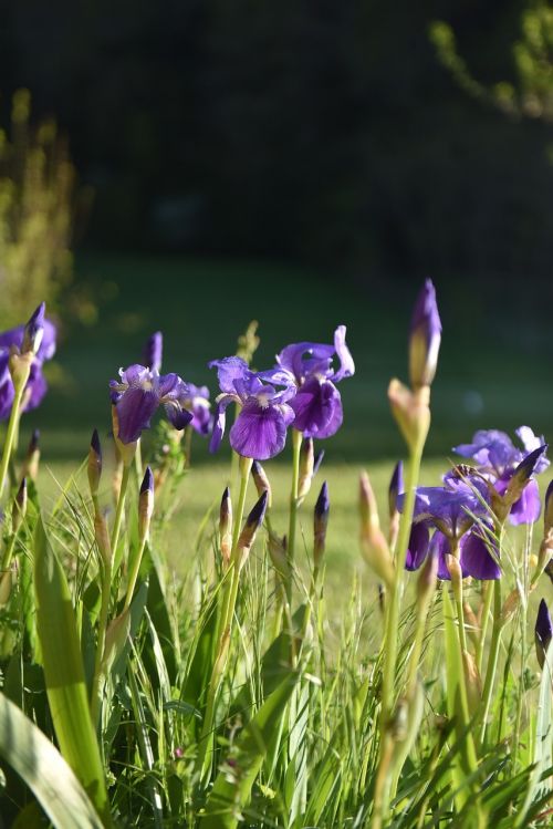Gėlė, Violetine Spalva, Pavasaris, Iris
